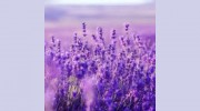 Tranquility Day Spa